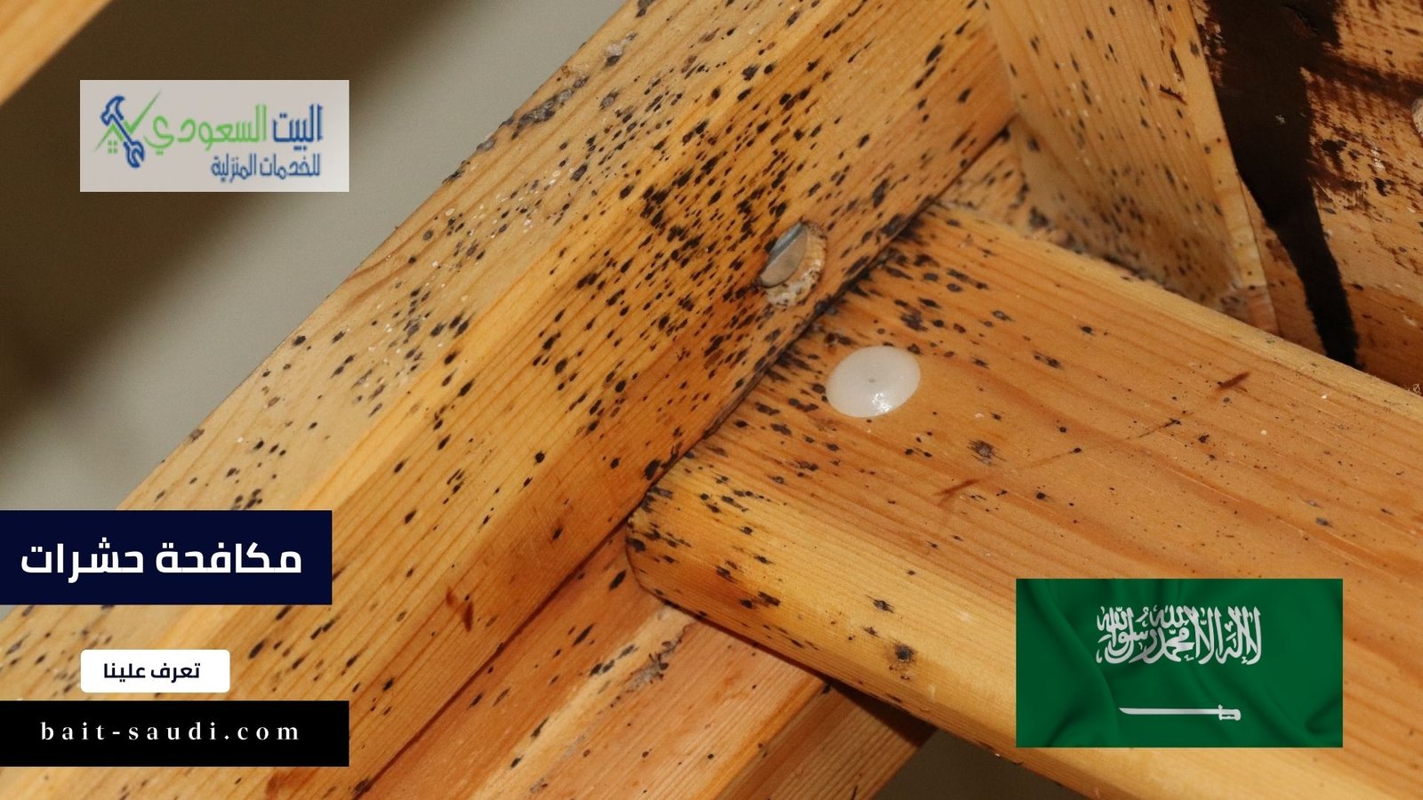 مكافحة حشرات - البيت السعودي مكافحة حشرات